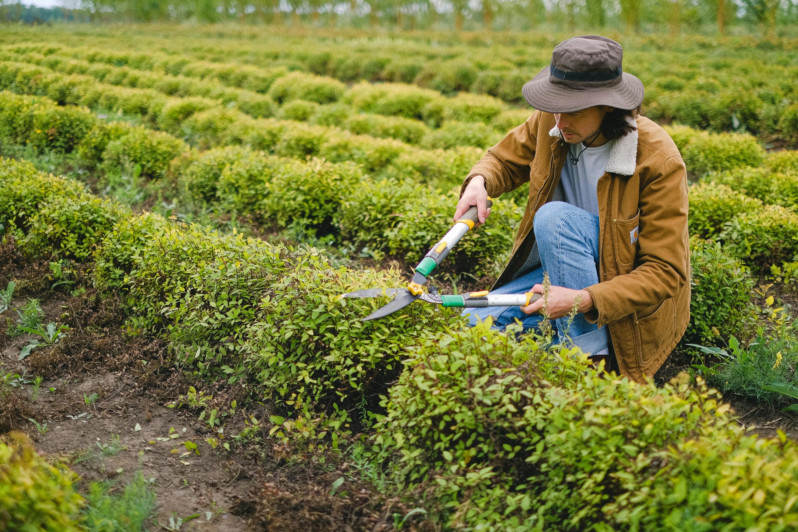 Side view of male gardener wearing hat squatting at green plant with pruner shear while cutting leaves of bush on plantation