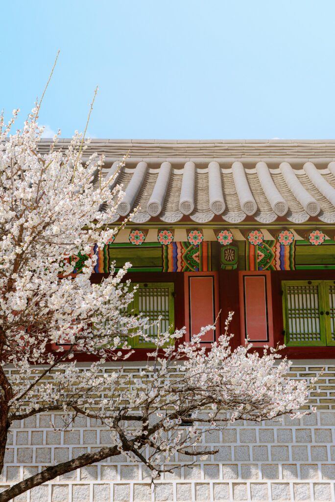 Korean palace wall adorned with cherry blossoms on a bright spring day.